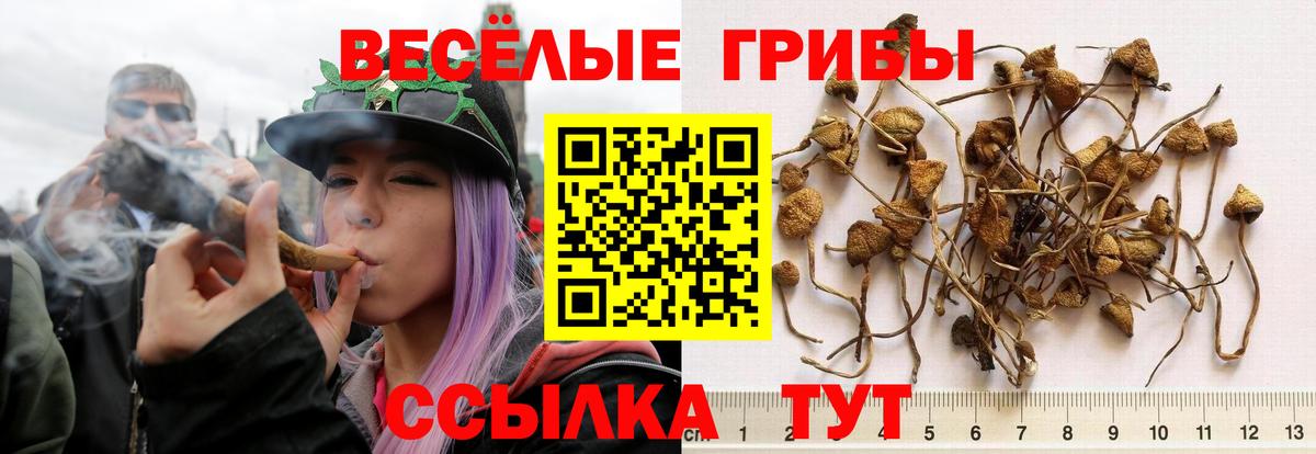 Псилоцибиновые грибы MAGIC MUSHROOMS  Вход с VPN  Зеленогорск 